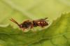 Nomada sp.